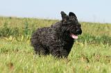 BOUVIER DES FLANDRES 129